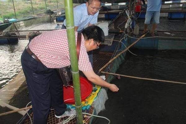 魟魚飼料中蛋白質(zhì)含量標(biāo)準(zhǔn)，魟魚飼料中的蛋白質(zhì)含量標(biāo)準(zhǔn)[需手動(dòng)填充]魚飼料蛋白質(zhì)含量標(biāo)準(zhǔn) 魟魚百科 第1張