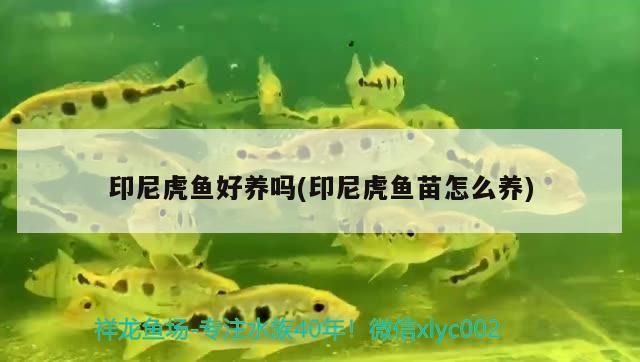 印尼虎魚苗混養(yǎng)注意事項，印尼虎魚苗在混養(yǎng)時需要考慮以下幾個方面注意事項