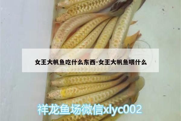 女王大帆魚適宜的飼料選擇