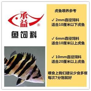 虎魚飼料訓(xùn)餌時間周期，關(guān)于虎魚飼料訓(xùn)餌時間周期的一些詳細(xì)信息 虎魚百科 第3張