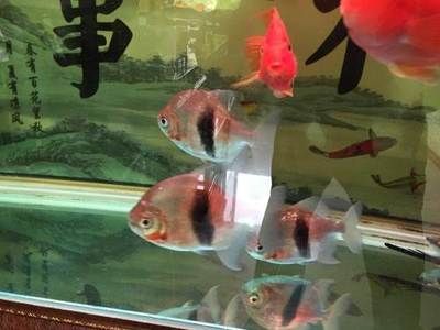 粗線銀版魚苗最佳飼養(yǎng)環(huán)境，粗線銀板魚苗的最佳飼養(yǎng)環(huán)境