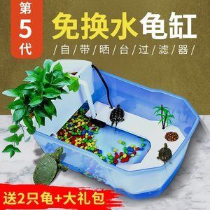 六角恐龍魚缸怎么布置是別墅，六角恐龍魚缸布置建議