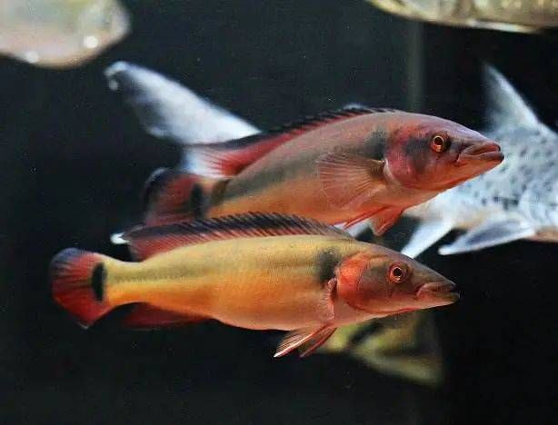 胭脂孔雀龍魚植物性飼料推薦，如何判斷胭脂孔雀龍魚飼料的新鮮度 觀賞魚市場（混養(yǎng)魚） 第5張