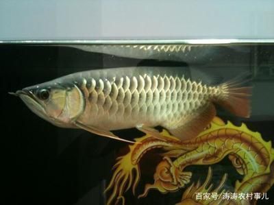 金龍魚養(yǎng)幾條最招財(cái)，養(yǎng)3條金龍魚可能最招財(cái)， 龍魚百科 第5張