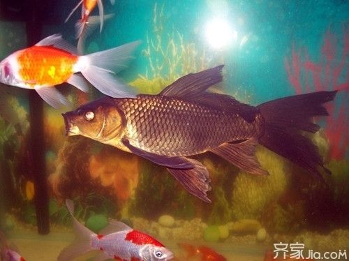 鳳凰魚疾病早期識(shí)別方法，鳳凰魚水質(zhì)檢測(cè)頻率，鳳凰魚精神狀態(tài)判斷技巧 觀賞魚市場（混養(yǎng)魚） 第1張