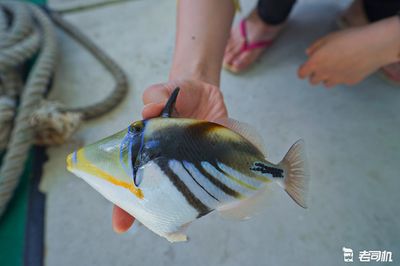 鳳凰魚疾病早期識(shí)別方法，鳳凰魚水質(zhì)檢測(cè)頻率，鳳凰魚精神狀態(tài)判斷技巧 觀賞魚市場（混養(yǎng)魚） 第4張