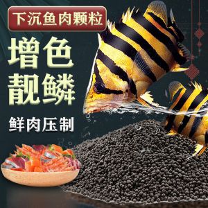 巴西亞魚苗飼料品牌推薦，巴西亞魚苗的飼養(yǎng)