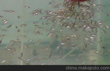 巴西亞魚苗飼料品牌推薦，巴西亞魚苗的飼養(yǎng)