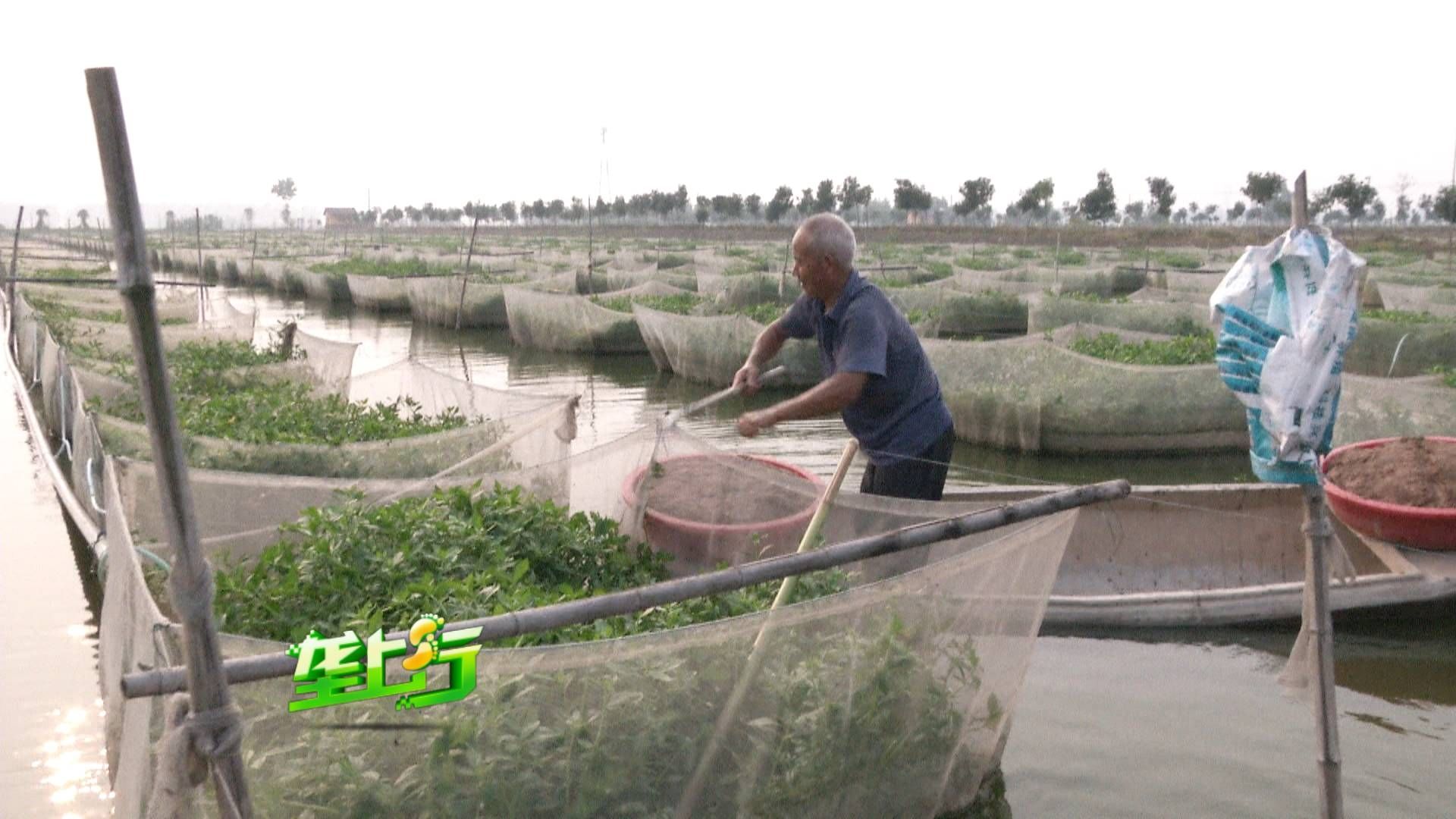 BD魟魚(yú)在風(fēng)水中的具體作用，bd魟魚(yú)市場(chǎng)價(jià)格趨勢(shì),風(fēng)水魚(yú)種選擇指南