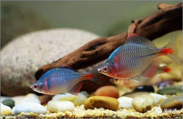 水族箱酸堿度對(duì)魚(yú)類影響，水族箱酸堿度對(duì)魚(yú)的影響 觀賞魚(yú)市場(chǎng)（混養(yǎng)魚(yú)） 第3張