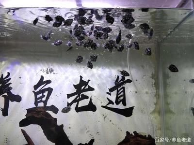 四紋虎魚幼魚飼料選擇指南，四紋虎魚幼魚的飼料選擇指南 虎魚百科