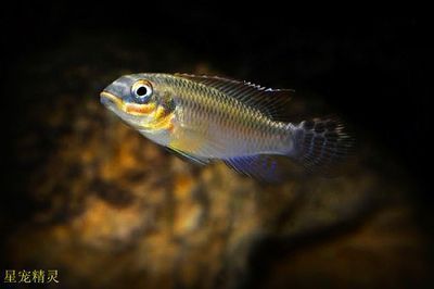 翡翠鳳凰魚(yú)繁殖期間水質(zhì)管理，翡翠鳳凰魚(yú)在繁殖期間對(duì)水質(zhì)管理的要求較高，以下關(guān)鍵要點(diǎn) 觀賞魚(yú)市場(chǎng)（混養(yǎng)魚(yú)） 第3張