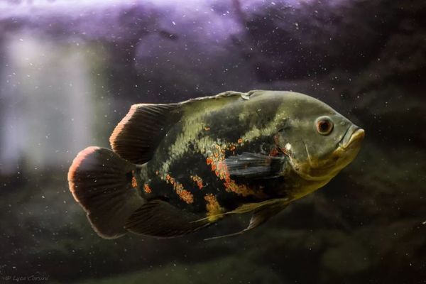 地圖魚常見疾病及防治，地圖魚常見疾病及其防治方法