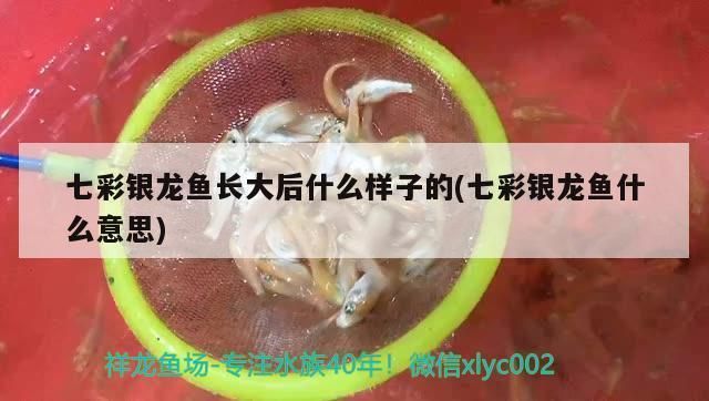 七彩銀龍魚能長多大，七彩銀龍魚在理想條件下可以長到超過1米，但飼料選擇指南