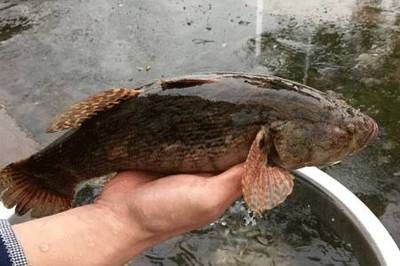 豹紋夫魚(yú)苗適宜的餌料種類，豹紋夫魚(yú)苗開(kāi)口餌料選擇 觀賞魚(yú)市場(chǎng)（混養(yǎng)魚(yú)） 第1張