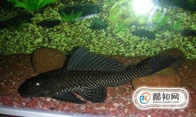 豹紋夫魚(yú)苗適宜的餌料種類，豹紋夫魚(yú)苗開(kāi)口餌料選擇 觀賞魚(yú)市場(chǎng)（混養(yǎng)魚(yú)） 第2張