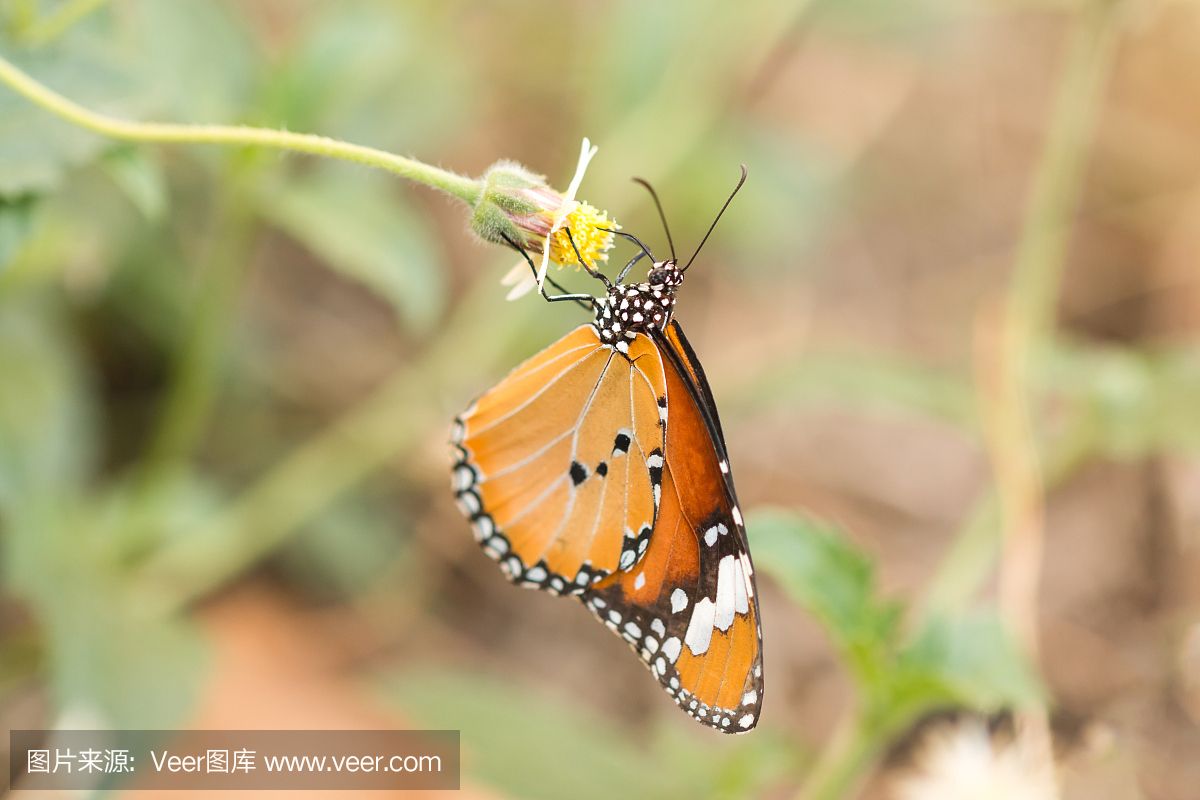 帝王老虎魟特殊喂養(yǎng)技巧，帝王老虎魟的喂養(yǎng)技巧 觀(guān)賞魚(yú)市場(chǎng)（混養(yǎng)魚(yú)） 第3張