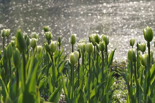 龍魚缸里適合養(yǎng)的植物是什么，適合在龍魚缸中生長的植物 魚缸百科 第4張