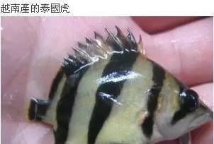 泰國(guó)虎魚(yú)品種選擇指南，泰國(guó)虎魚(yú)品種及種選擇指南 虎魚(yú)百科 第2張