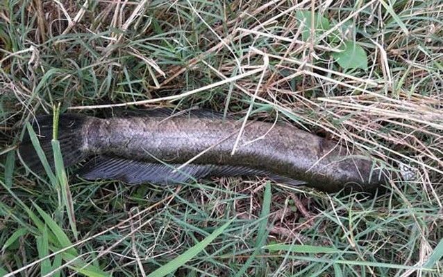 巴卡雷龍魚的自然天敵，巴卡雷龍魚如何防范陸地捕食者 觀賞魚市場（混養(yǎng)魚） 第4張