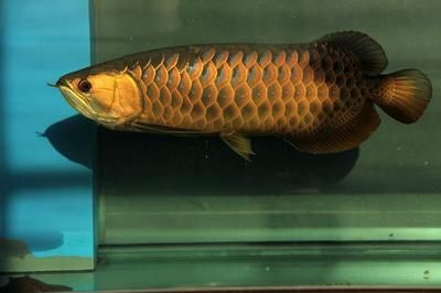 龍魚(yú)照片大全大圖，龍魚(yú)品種鑒賞指南,龍魚(yú)水族箱布置建議龍魚(yú)水族箱布置建議