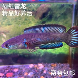 雷龍魚苗子 怎么養(yǎng)，養(yǎng)殖雷龍魚苗子的注意事項 龍魚百科 第2張