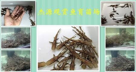 鴨嘴鯊魚的繁殖技術(shù)要點，鴨嘴鯊魚的繁殖技術(shù) 觀賞魚市場（混養(yǎng)魚） 第4張