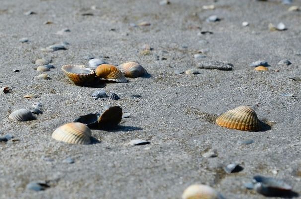 泰國虎魚人工繁殖技術(shù)進展，泰國虎魚人工繁殖成功率提升方法泰國虎魚繁殖成功率提升方法 虎魚百科 第5張