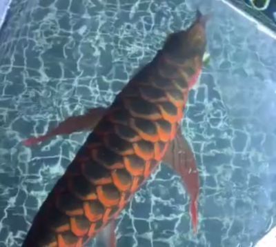 什么龍魚(yú)好看又便宜又漂亮呢，血紅龍和血紅龍魚(yú)哪一種好看又便宜又漂亮的龍魚(yú)品種 龍魚(yú)百科 第3張