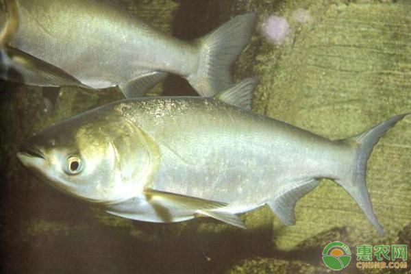 泰龐海鰱魚繁殖技術(shù)要點(diǎn)，泰龐海鰱魚的繁殖技術(shù)要點(diǎn)