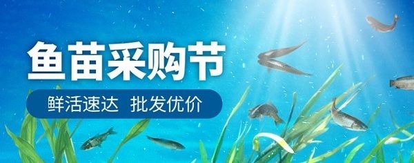 泰龐海鰱魚繁殖技術(shù)要點，泰龐海鰱魚的繁殖技術(shù)要點 觀賞魚市場（混養(yǎng)魚） 第5張