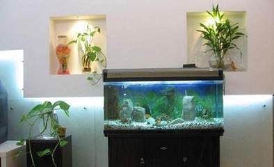 魟魚缸內適宜植物選擇，適合魟魚缸內的植物 魟魚百科 第5張