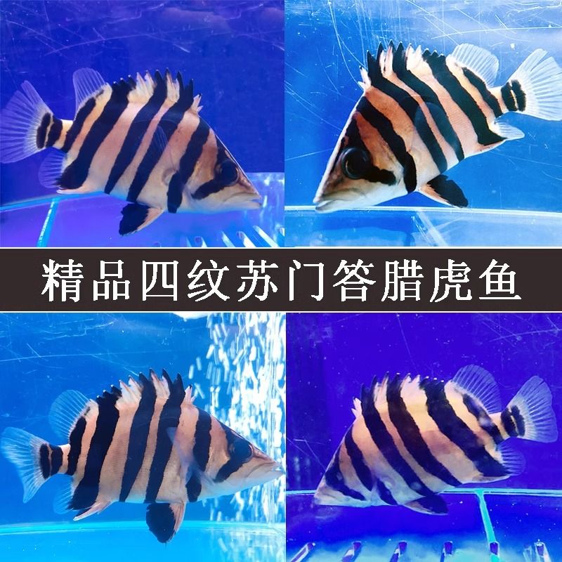 如何判斷龍魚(yú)與蘇虎魚(yú)和諧共處，如何判斷龍魚(yú)與蘇虎魚(yú)是否和諧共處 虎魚(yú)百科 第5張