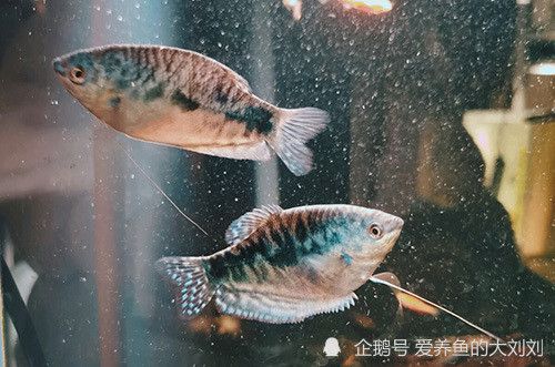 龍魚缸適合養(yǎng)什么魚？，龍魚缸適合與龍魚混養(yǎng)的魚類搭配需要注意的事項有哪些 魚缸百科 第2張