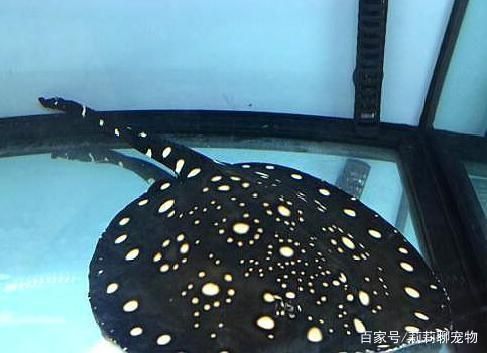 魟魚(yú)適宜的水族箱尺寸，飼養(yǎng)魟魚(yú)的水族箱尺寸 魟魚(yú)百科 第1張