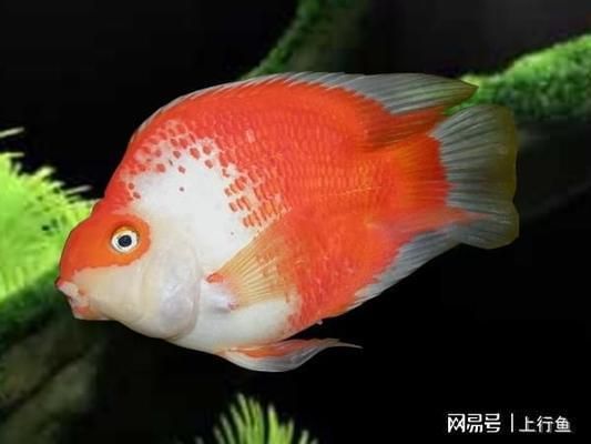 不同水質對鸚鵡魚體色的影響，水質對鸚鵡魚體色的影響