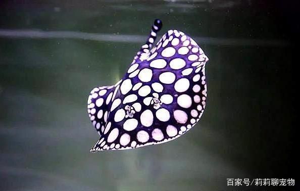 魟魚(yú)適宜的水族箱尺寸，飼養(yǎng)魟魚(yú)的水族箱尺寸 魟魚(yú)百科 第5張