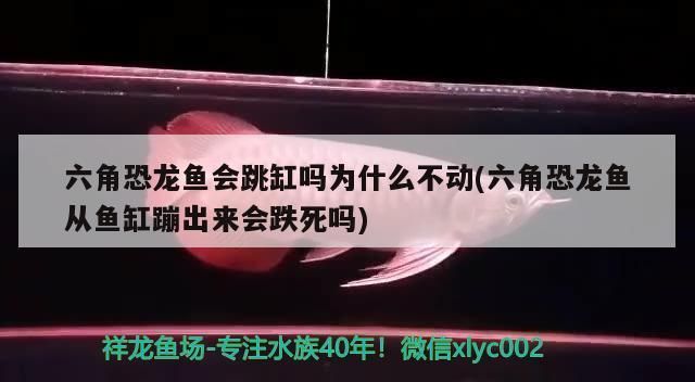 六角恐龍魚從魚缸蹦出來會跌死嗎為什么，六角恐龍魚從魚缸跳出后跌死的可能性較低 魚缸百科 第2張