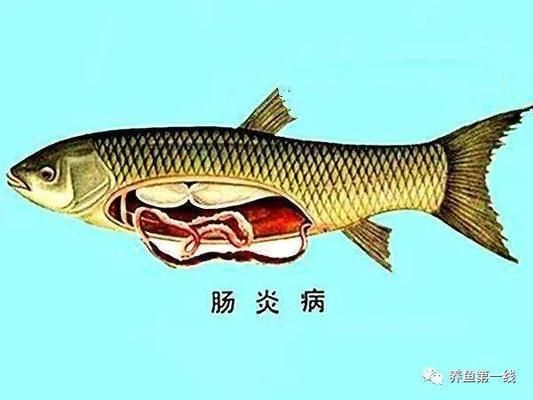 飛鳳魚腸炎病診斷標(biāo)準(zhǔn)，關(guān)于飛鳳魚腸炎病診斷標(biāo)準(zhǔn)并沒有完全相關(guān)的直接答案 觀賞魚市場（混養(yǎng)魚） 第4張