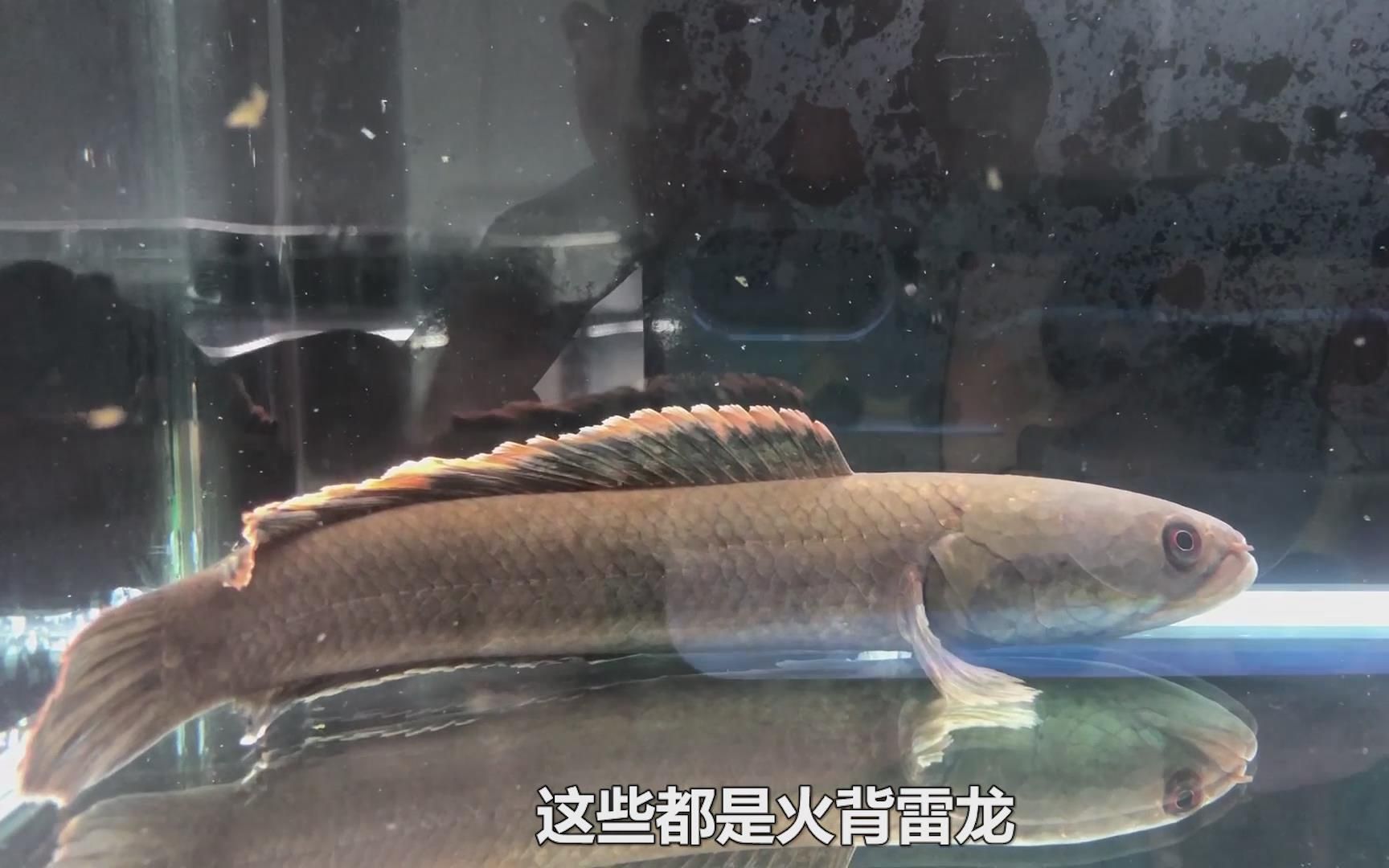 雷龍魚市場價格，雷龍魚市場價格趨勢預(yù)測雷龍魚品種及其價格范圍 龍魚百科 第5張