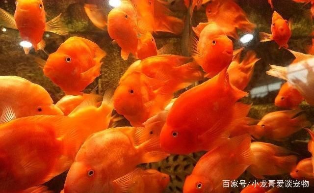 紅鸚鵡魚與銀版魚混養(yǎng)比例，紅鸚鵡魚與銀板魚的混養(yǎng)比例 觀賞魚市場（混養(yǎng)魚） 第3張