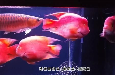 紅鸚鵡魚與銀版魚混養(yǎng)比例，紅鸚鵡魚與銀板魚的混養(yǎng)比例