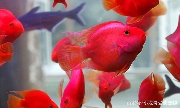 紅鸚鵡魚與銀版魚混養(yǎng)比例，紅鸚鵡魚與銀板魚的混養(yǎng)比例 觀賞魚市場（混養(yǎng)魚） 第5張