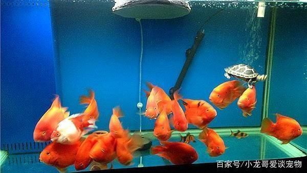 紅鸚鵡魚與銀版魚混養(yǎng)比例，紅鸚鵡魚與銀板魚的混養(yǎng)比例 觀賞魚市場（混養(yǎng)魚） 第4張