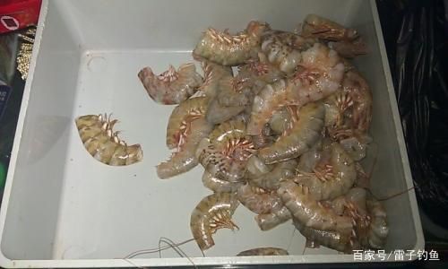 老虎魚活餌保存方法，老虎魚活餌的保存方法