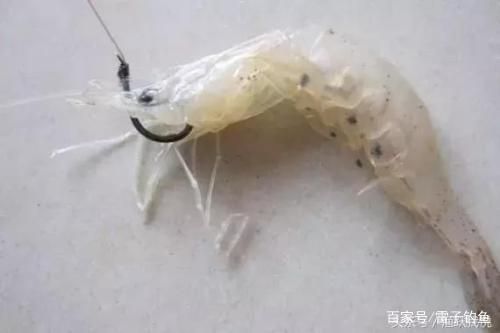 老虎魚活餌保存方法，老虎魚活餌的保存方法 虎魚百科 第3張