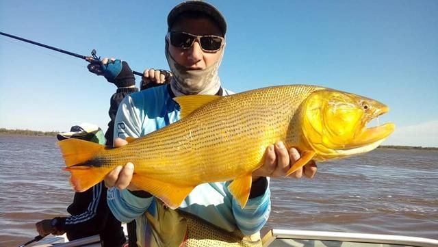 黃金河虎魚繁殖期飼料選擇，繁殖期虎魚飼料自制方法，繁殖期虎魚飼料保存技巧 虎魚百科 第4張