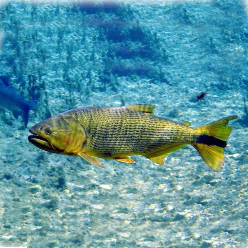 黃金河虎魚繁殖期飼料選擇，繁殖期虎魚飼料自制方法，繁殖期虎魚飼料保存技巧 虎魚百科 第5張