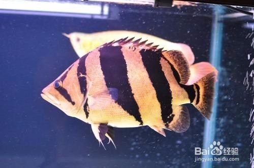 泰虎魚活餌安全處理方法，泰虎魚活餌安全處理方法：泰虎魚活餌存儲方法 虎魚百科 第3張