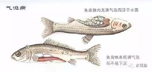 溶解氧對魚苗生長的影響，溶解氧對魚苗生長的具體影響及其機制 觀賞魚市場（混養(yǎng)魚） 第4張